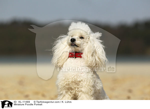 Miniature Poodle Portrait / KL-11489