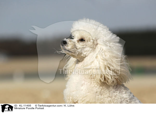 Miniature Poodle Portrait / KL-11495