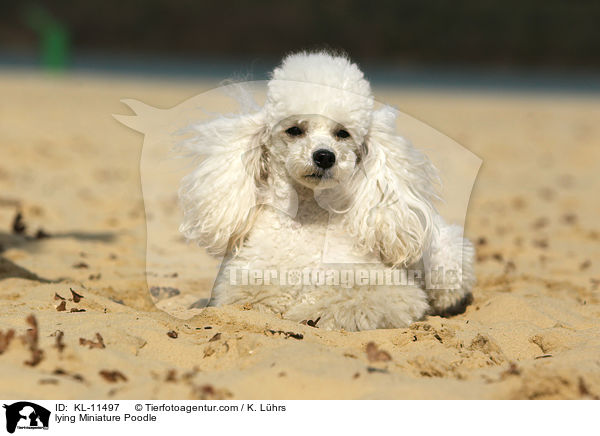 lying Miniature Poodle / KL-11497