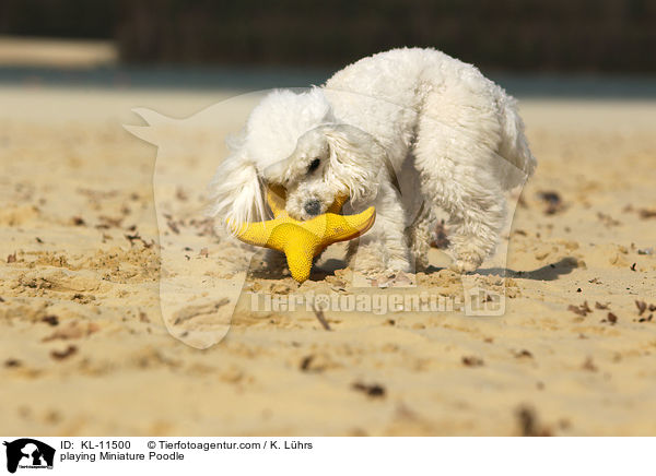 playing Miniature Poodle / KL-11500