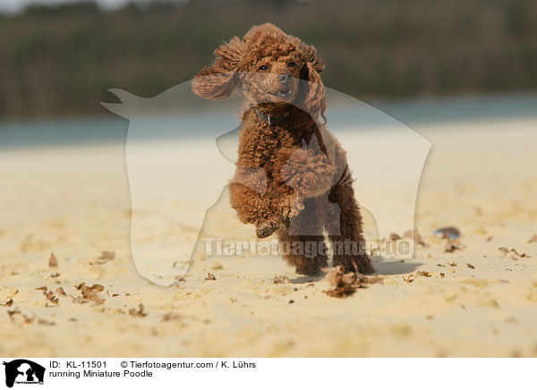 running Miniature Poodle / KL-11501