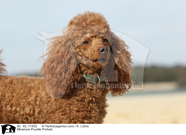 Miniature Poodle Portrait / KL-11502
