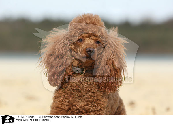 Miniature Poodle Portrait / KL-11506