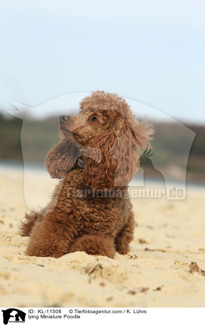 lying Miniature Poodle / KL-11508