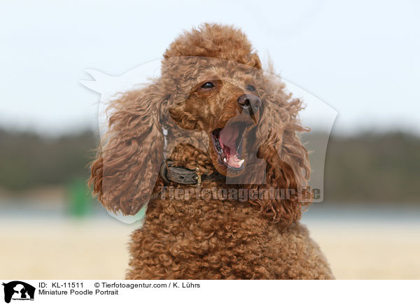 Miniature Poodle Portrait / KL-11511