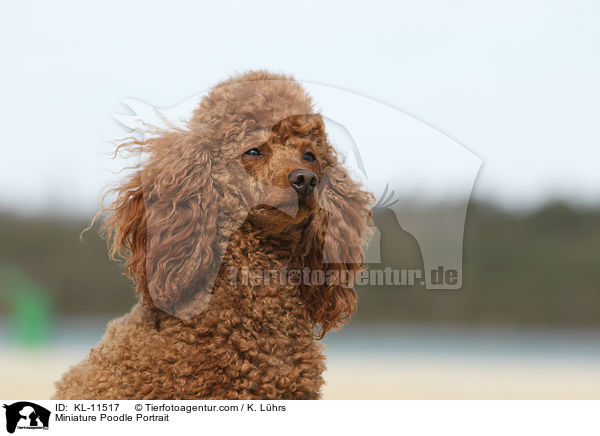 Miniature Poodle Portrait / KL-11517