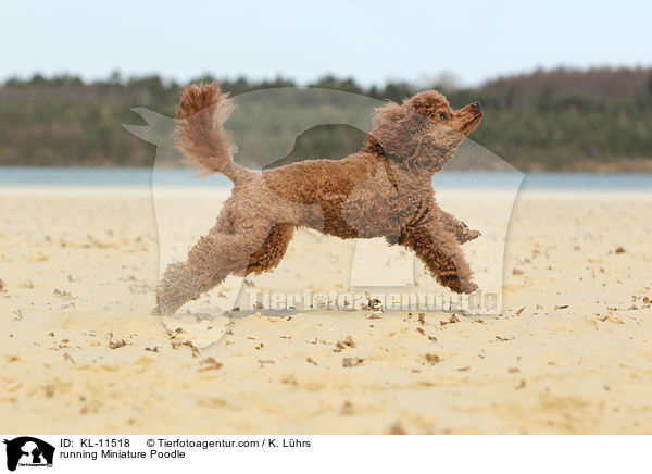 running Miniature Poodle / KL-11518