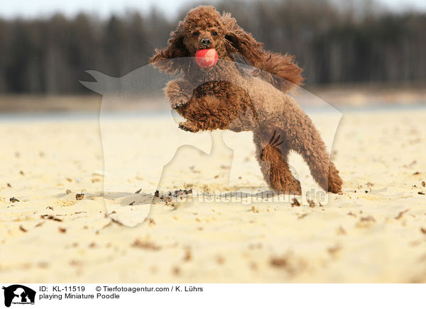 playing Miniature Poodle / KL-11519