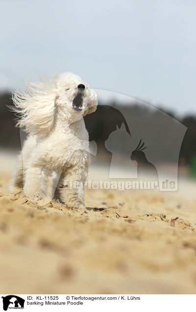 barking Miniature Poodle / KL-11525