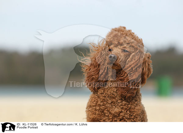 Poodle Portrait / KL-11526