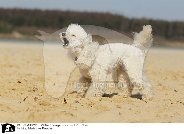 barking Miniature Poodle / KL-11527