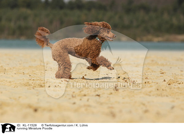 running Miniature Poodle / KL-11528