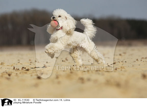 playing Miniature Poodle / KL-11530