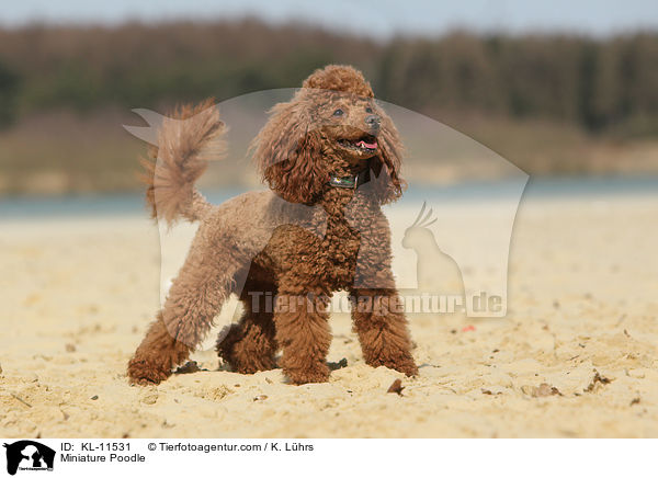 Miniature Poodle / KL-11531