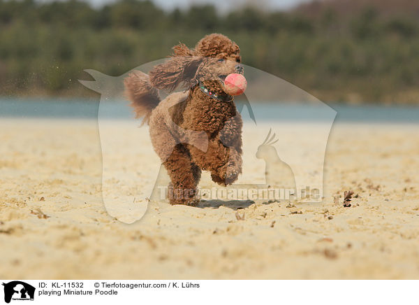 playing Miniature Poodle / KL-11532