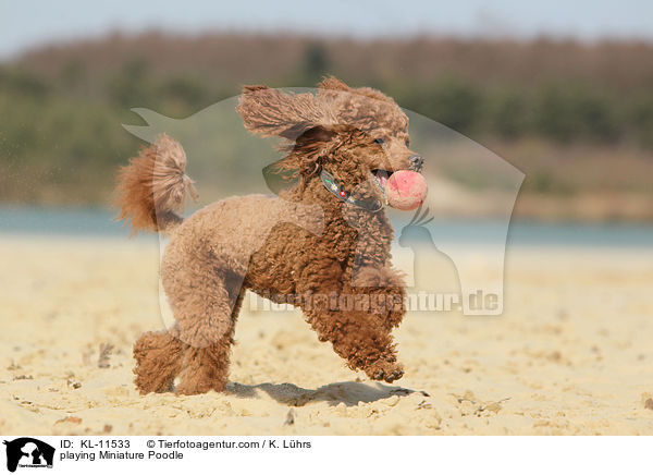 playing Miniature Poodle / KL-11533