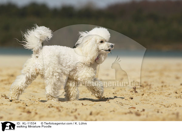walking Miniature Poodle / KL-11534