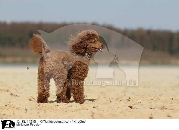 Miniature Poodle / KL-11535