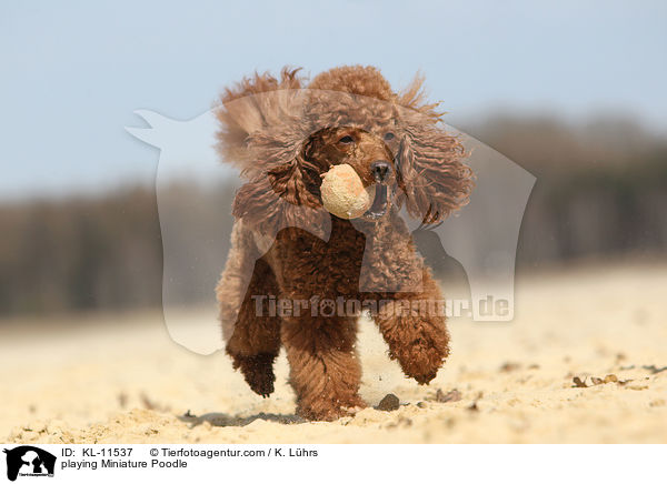 playing Miniature Poodle / KL-11537