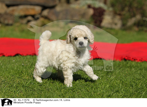 Miniature Poodle Puppy / KL-11579