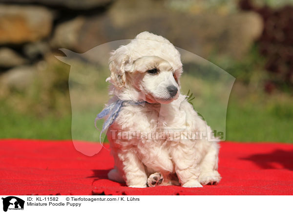 Miniature Poodle Puppy / KL-11582
