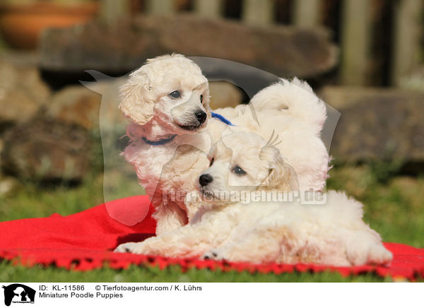 Miniature Poodle Puppies / KL-11586