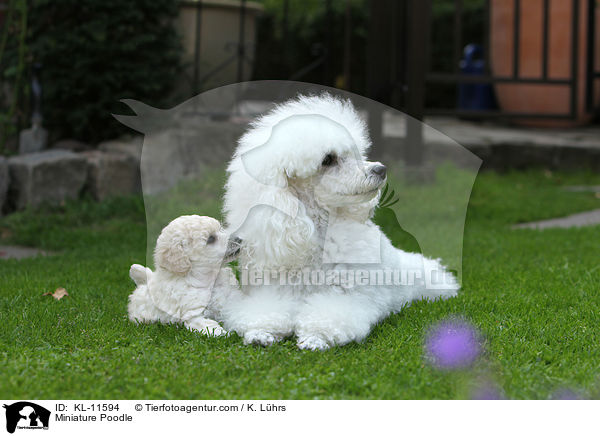 Miniature Poodle / KL-11594