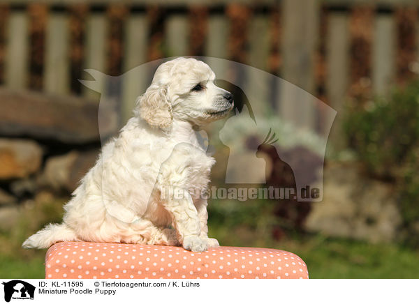 Miniature Poodle Puppy / KL-11595