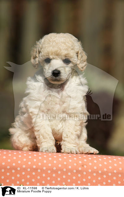 Miniature Poodle Puppy / KL-11598