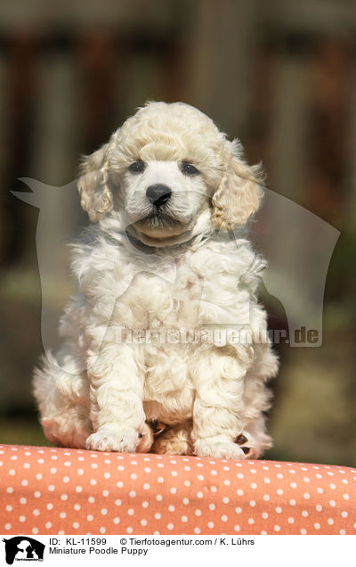 Miniature Poodle Puppy / KL-11599