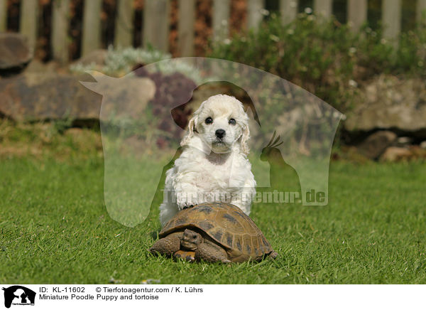 Miniature Poodle Puppy and tortoise / KL-11602