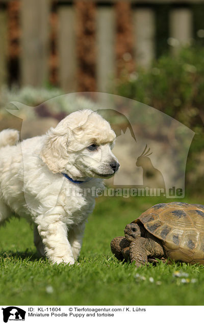 Miniature Poodle Puppy and tortoise / KL-11604