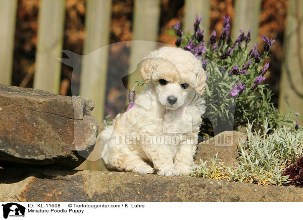 Miniature Poodle Puppy / KL-11608