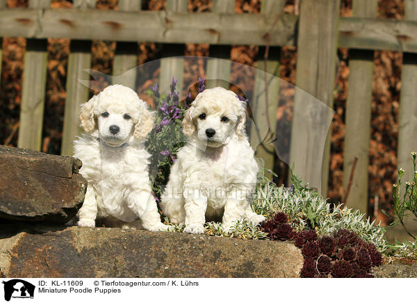 Miniature Poodle Puppies / KL-11609
