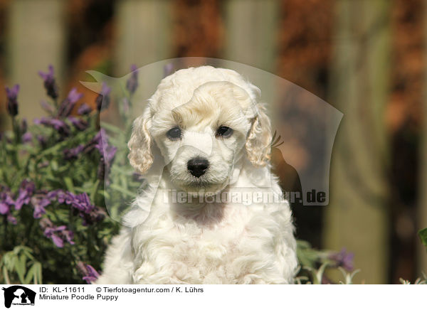Miniature Poodle Puppy / KL-11611