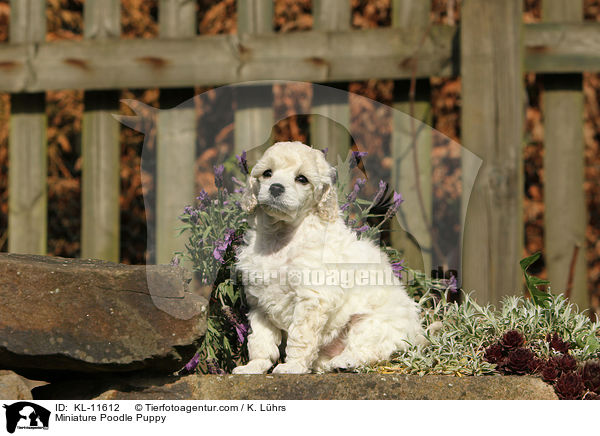 Miniature Poodle Puppy / KL-11612