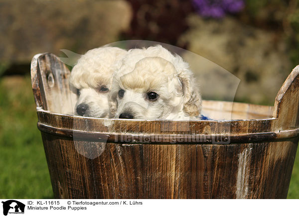 Zwergpudel Welpen / Poodle Puppies / KL-11615