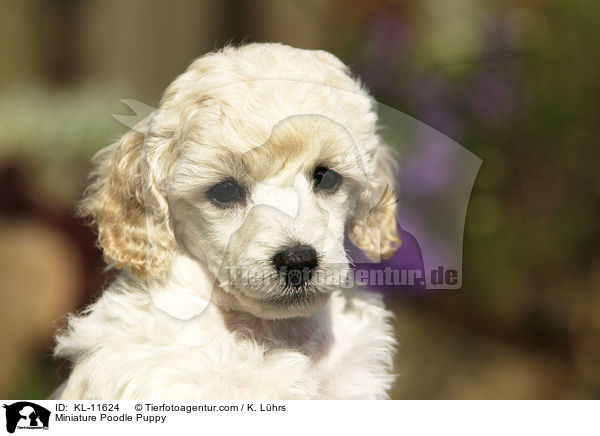 Miniature Poodle Puppy / KL-11624