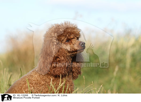 Miniature Poodle Portrait / KL-12266