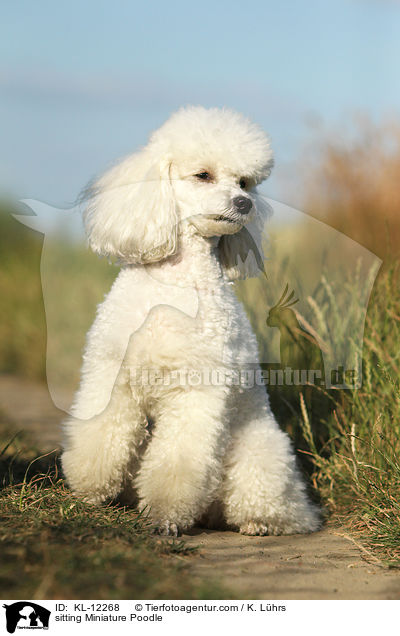 sitting Miniature Poodle / KL-12268