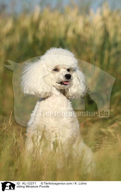 sitting Miniature Poodle / KL-12271