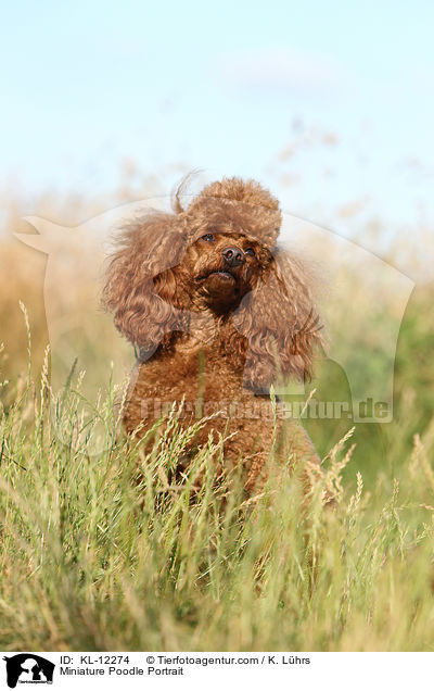 Miniature Poodle Portrait / KL-12274