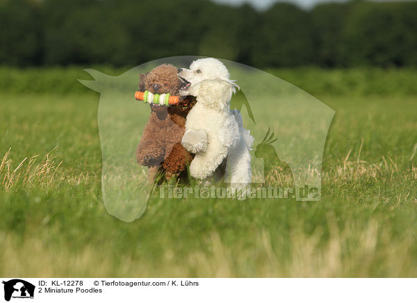 2 Miniature Poodles / KL-12278