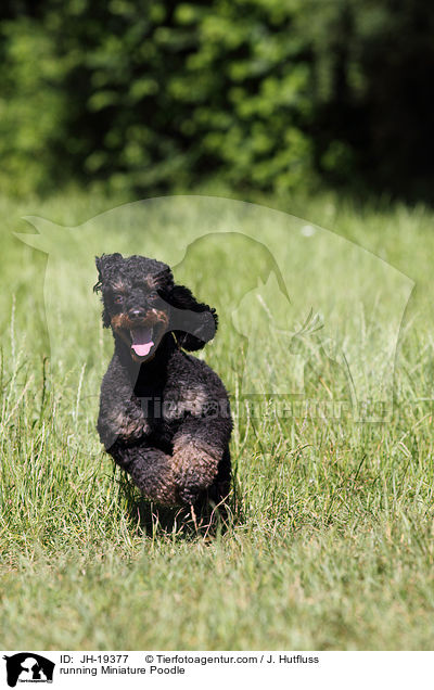 running Miniature Poodle / JH-19377