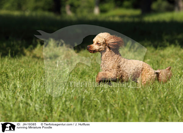 running Miniature Poodle / JH-19385