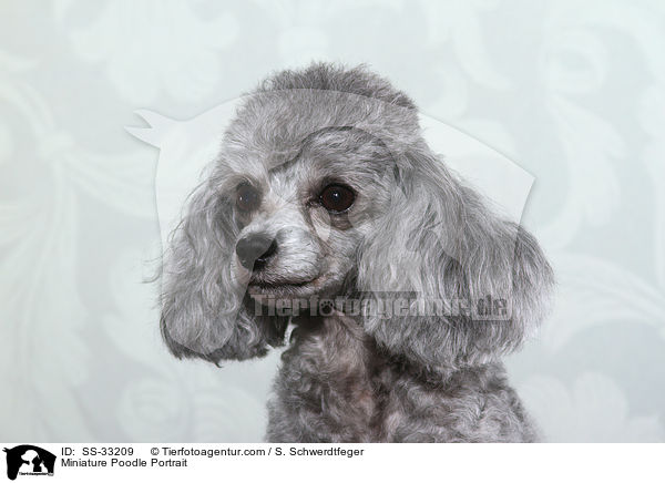 Miniature Poodle Portrait / SS-33209