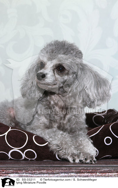 lying Miniature Poodle / SS-33211