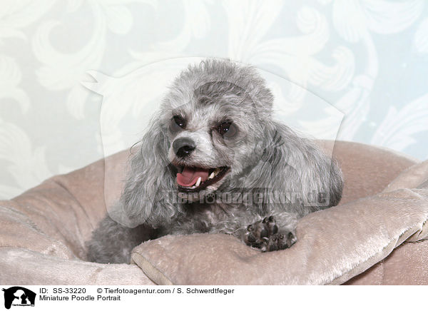 Zwergpudel Portrait / Miniature Poodle Portrait / SS-33220
