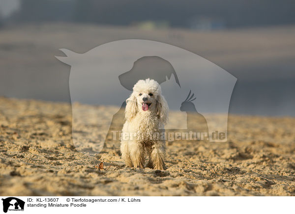 standing Miniature Poodle / KL-13607