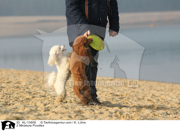 2 Miniature Poodles / KL-13608